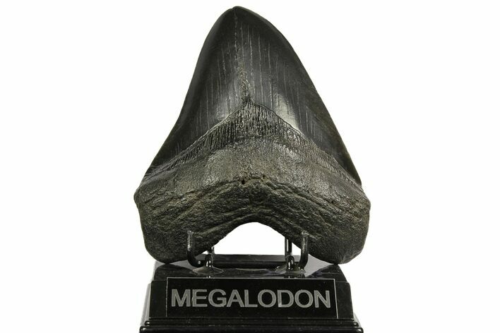Fossil Megalodon Tooth - South Carolina #168033